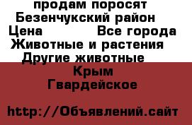 продам поросят .Безенчукский район  › Цена ­ 2 500 - Все города Животные и растения » Другие животные   . Крым,Гвардейское